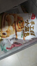 西貝莜面村  金瓜紅豆卷390g 8個 兒童早餐半成品雜糧饅頭花卷南瓜紅豆卷 曬單實拍圖