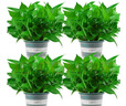 雙盟綠蘿盆栽除甲醛花卉綠植辦公室新房?jì)艋諝?80加侖4盆裝源頭直發(fā) 曬單實(shí)拍圖