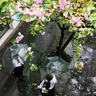 潔仕寶平板拖把40cm3布家用一拖凈拖地神器懶人免手洗吸水拖把墩布拖布 曬單實(shí)拍圖