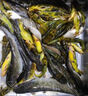 禧瑪諾（SHIMANO）進(jìn)口新款臺(tái)釣竿野釣鯽鯉魚(yú)鰱鳙碳素魚(yú)竿超輕硬綜合手竿十大品牌 硬調(diào) 13.5尺 4.05米 【國(guó)行帶卡】 曬單實(shí)拍圖