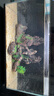 當貝智能生態(tài)魚(yú)缸1Ultra 一體缸自循環(huán)魚(yú)缸+希騰聚財山造景套餐 曬單實(shí)拍圖