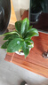 花翁金鉆盆栽室內(nèi)植物耐陰花卉綠植源頭直發(fā) 3棵高20cm+早安盆 2盆 曬單實(shí)拍圖
