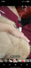 金毛幼犬純種金毛活體健康金毛犬成年大型尋回犬寵物狗金毛幼崽 血統(tǒng)級 公 曬單實拍圖
