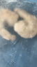 獐子島 冷凍扇貝柱250g 新鮮帆立貝柱瑤柱 海鮮水產(chǎn)貝類(lèi)火鍋燒烤食材 曬單實(shí)拍圖