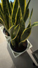 植男植女網(wǎng)紅大型金邊虎皮蘭北歐植物客廳臥室辦公室觀(guān)葉綠植盆栽源頭直發(fā) 曬單實(shí)拍圖