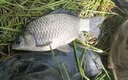 鯽魚(yú)餌料野釣專(zhuān)用第一名主攻大板鯽黑坑散炮四季濃腥香釣魚(yú)餌料 1包裝【野釣鯽魚(yú)餌料】 曬單實(shí)拍圖