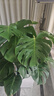 嘆為觀(guān)止大型植物發(fā)財樹(shù)各種大顆盆栽開(kāi)業(yè)喬遷客廳辦公室內好養大型花卉 龜背竹【1-1.2米】 含盆 曬單實(shí)拍圖