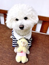 JCZS德國品牌BLG條紋POLO衫小狗衣服春秋裝泰迪比熊雪納瑞冬季貓咪秋 【德國品質(zhì)】 粉色條紋 L(建議體重8-11斤) 曬單實(shí)拍圖