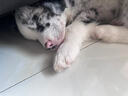 純種隕石邊牧幼犬邊境牧羊犬活體七白三通黑白金邊中型犬寵物小狗 血統(tǒng)級 隕石色 公 曬單實拍圖