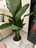 愛(ài)優(yōu)尚天堂鳥(niǎo)綠植盆栽客廳室內辦公室大型綠植好養凈化空氣源頭直發(fā) 曬單實(shí)拍圖