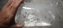 虎皮魚(yú)四間魚(yú)活體魚(yú)熱帶魚(yú)淡水魚(yú)小型魚(yú)群游觀(guān)賞魚(yú)皮實(shí)新手好養魚(yú) 10條黑虎皮3-4厘米 曬單實(shí)拍圖