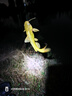小鳳仙高亮夜光漂L-DL咬鉤變色浮漂日夜兩用高靈敏魚(yú)漂醒目野釣電子漂 曬單實(shí)拍圖