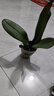 蓋淘蝴蝶蘭盆栽大苗大花室內植物四季循環(huán)開(kāi)花 紫色 4年苗原育苗盆原土 曬單實(shí)拍圖