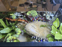 西游水族烏龜缸超白玻璃生態(tài)造景龜魚(yú)缸一體混養生態(tài)缸客廳專(zhuān)用家用飼養缸 40原生溪流豪華全套【缸+DIY造景+設備】 曬單實(shí)拍圖