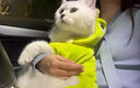 阿莫爾貓咪衣服牽引恐龍秋冬款防掉毛布偶英短小貓寵物狗狗冬季保暖服裝 超萌恐龍 M【建議5-8斤】 曬單實(shí)拍圖