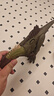 Jurassic World生日禮物侏羅紀世界聲效攻擊比克爾斯棘龍大號恐龍仿真模型HXF52 曬單實(shí)拍圖