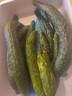高山新鮮刺黃瓜現(xiàn)摘現(xiàn)發(fā)夏季水果新鮮蔬菜生吃瘦身減脂 25年新鮮貴州本地黃瓜5斤 曬單實(shí)拍圖