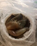 森農(nóng)樂海蜇頭5斤海蜇絲桶裝海蜇皮涼拌即食生腌鮮活新鮮水產(chǎn)海鮮 【5斤凈重 鮮脆爽口】海蜇皮 曬單實拍圖