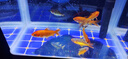 貝初眾魚(yú)缸一體缸自循環(huán)生態(tài)小魚(yú)缸免換水客廳桌面玻璃家用懶人金魚(yú)缸 高清玻璃中號【24*17*27cm】 【靜音水泵+LED燈管+過(guò)濾槽】 曬單實(shí)拍圖