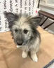 黑狼犬鈣片專用狗鈣片東德牧羊犬狗萊州紅犬健骨補鈣成幼犬立耳 高鈣片180片【立耳長個防軟趴】 曬單實拍圖