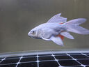 純種臺灣蝴蝶鯉魚好養(yǎng)耐活淡水冷水觀賞魚金魚錦鯉大尾大鰭活體 精品貴妃白普身【18--20厘米1條 曬單實拍圖