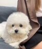 朵蔓純種比熊幼犬小型活物雙血統飛耳卷毛比熊犬家養寵物狗長(cháng)不大可愛(ài) 血統級 比熊 公 曬單實(shí)拍圖
