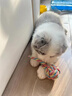純種隕石邊牧幼犬邊境牧羊犬活體七白三通黑白金邊中型犬寵物小狗 血統(tǒng)級(jí) 隕石色 公 曬單實(shí)拍圖