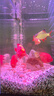 紅鸚鵡魚(yú)活魚(yú)小型熱帶觀(guān)賞魚(yú)淡水魚(yú)耐活元寶魚(yú)紅財神魚(yú)發(fā)財魚(yú) A級元寶鸚鵡12-14cm 3條 曬單實(shí)拍圖