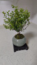 開時果 小葉赤楠盆景擺件 辦公室桌面綠植花卉好養(yǎng)盆栽植物源頭直發(fā)包郵 【熱銷款】哥窯浸墨盆+苔蘚+底座 曬單實拍圖