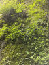 禧美海產(chǎn) 冷凍挪威青花魚(yú)片凈重2斤 獨立包裝2-4袋 去臟日料烤魚(yú) 海鮮 曬單實(shí)拍圖