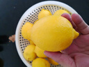 優(yōu)味集進(jìn)口新奇士檸檬【JD順豐現貨速發(fā)】新鮮黃檸檬生鮮水果整箱包郵 2500g凈重裝（40%選擇-性?xún)r(jià)比） 商超A+級單果120-150g 曬單實(shí)拍圖