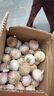 獨(dú)頭蒜紫皮云南2025新蒜大祘干蒜獨(dú)蒜大果現(xiàn)挖大蒜頭 3斤 精選大果(30mm以上) 曬單實(shí)拍圖