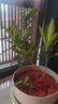 正宗金心百合竹真花真綠植室內(nèi)四季植物懶人容易養(yǎng)活美觀陽(yáng)臺(tái)客廳 高度30+40+50cm3顆（層次感） 曬單實(shí)拍圖