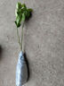 果樹(shù)苗大全桃樹(shù)苗枇杷苗楊梅苗無(wú)花果苗橘子苗四季種植全國適宜 檸檬樹(shù)苗 小苗1棵 曬單實(shí)拍圖