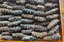 藍(lán)鹿島大連野生淡干遼參禮品 認(rèn)準(zhǔn)國(guó)標(biāo) 送老人長(zhǎng)輩放心食用 40-60頭（拜訪領(lǐng)導(dǎo)長(zhǎng)輩） 重量500g 曬單實(shí)拍圖