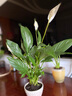 白掌盆栽綠植花卉室內客廳好養一帆風(fēng)順四季開(kāi)花凈化空氣觀(guān)賞盆景美觀(guān) 精品白掌1株（原盆）+營(yíng)養液 含盆 曬單實(shí)拍圖