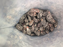 南疆巴朗  葡萄干特級黑加侖750g提子干新疆特產(chǎn)孕婦兒童 曬單實拍圖