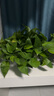雙盟綠蘿盆栽除甲醛花卉綠植辦公室新房凈化空氣180加侖4盆裝源頭直發(fā) 曬單實拍圖