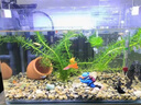 JCZS德國品牌精工魚(yú)缸溫度計高精度測量水族養殖專(zhuān)用電子顯示器龜缸檢 【精工】白色溫度計一米線(xiàn)彩盒包 曬單實(shí)拍圖