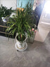 龍血樹(shù)客廳綠植多頭龍須樹(shù)龍鐵樹(shù)客廳綠植室內大型龍血樹(shù)植物盆栽 龍血樹(shù)-單桿多頭80-90cm[菱形樹(shù)脂盆] 曬單實(shí)拍圖
