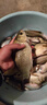 京悠雨釣魚(yú)魚(yú)餌紅蟲(chóng)顆粒野釣鯽魚(yú)餌料通殺皮筋打窩料蚯蚓草魚(yú)料鯉魚(yú)釣餌 紅蟲(chóng)蚯蚓200克【高霧化 曬單實(shí)拍圖