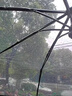 皓梵潔（HAOFANJIE）透明雨傘折疊傘自動(dòng)傘白色遮雨傘大號全自動(dòng)兒童超牢固收縮小雨傘 透明雨傘（全自動(dòng)白色款） 曬單實(shí)拍圖