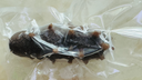 久年大連即食海參1斤8-12只遼刺參京東自營(yíng) 固形物超85% 生鮮海鮮盒裝 曬單實(shí)拍圖