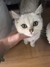 瑞美貝貓咪滴眼液白內障氧氟沙星滴眼藥水寵物狗狗泰迪比熊博美祛淚痕藥 一瓶裝【貓咪眼藥水】 曬單實(shí)拍圖