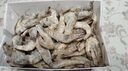 鮮享純【青島蝦】超大蝦新鮮大蝦冷凍鮮活青島大蝦批發(fā)整箱基圍蝦青蝦 15-17厘米鮮蝦速凍 3斤(凈重) 曬單實拍圖