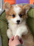 柯基犬純種幼崽雙色三色短腿寵物狗黃白色柯基狗狗活體 血統級 公 曬單實(shí)拍圖