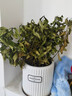 花翁梔子花帶花苞盆栽植物花卉【多分支大苗】梔子花+浪琴盆源頭直發(fā) 曬單實(shí)拍圖
