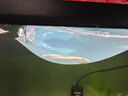 清苔鼠金苔鼠清潔魚(yú)熱帶觀(guān)賞魚(yú)清道夫鼠魚(yú)魚(yú)缸清理糞便除藻魚(yú) 8-10厘米金苔鼠2條 金苔鼠 曬單實(shí)拍圖