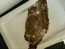 舟山梭子蟹鮮活特大野生大螃蟹新鮮冷凍海鮮水產(chǎn)海蟹飛蟹白蟹順豐 9兩以上/只【5斤凈重 超大肥美】 曬單實拍圖