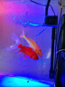 格池（GRECH）格池潛水泵三合一凈水增氧過(guò)濾水泵魚(yú)缸過(guò)濾器循環(huán)水泵CQJ-900G 曬單實(shí)拍圖
